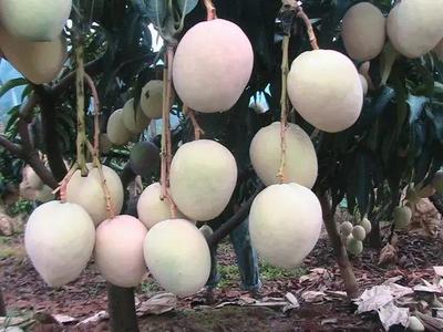 好消息!攀枝花啟動芒果深加工項目,以后想吃芒果干、芒果醬再也不用網購了!