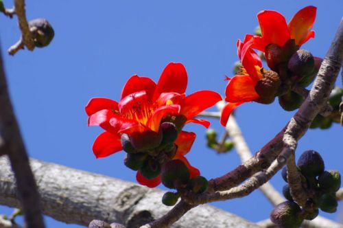 楊向紅 麗江攀枝花又開(kāi)