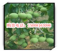 【各種花的開(kāi)花時(shí)間】報(bào)價(jià)_產(chǎn)品_圖片_論壇_各種花的開(kāi)花時(shí)間綜合描述-世界工廠網(wǎng)