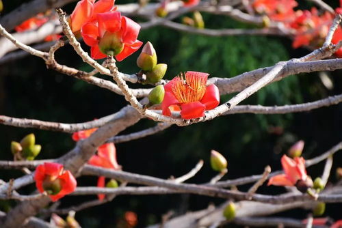 忘了他,來(lái)元江,我撿攀枝花養(yǎng)你.....