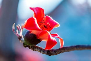 最新消息 攀枝花開(kāi)了 請(qǐng)查收來(lái)自春天的英雄帖