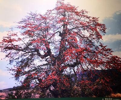 攀枝花是什么?有三個(gè)答案,一般人不知道!