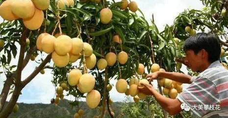 搭國際航班飛往莫斯科!攀枝花芒果首次出口俄羅斯!_財經(jīng)_網(wǎng)