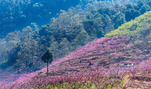 花開天府題記 這是庚子年經(jīng)歷了風雨的春暖花開