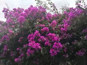 2018年四川省第三十七期花卉觀賞指數