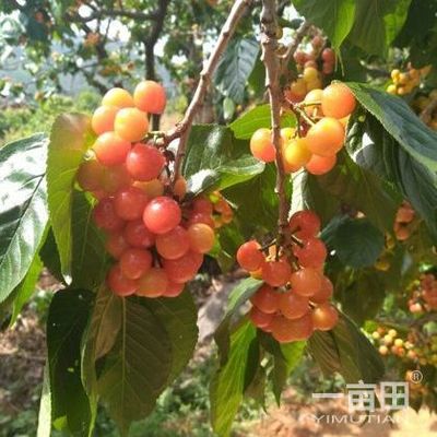 櫻桃四川攀枝花仁和區_批發_供應-一畝田農業網_專業的農產品信息商務平臺