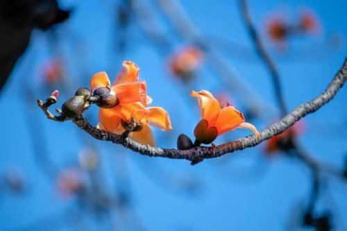 陌上花開(kāi) 快來(lái)攀枝花尋找最美的春天吧