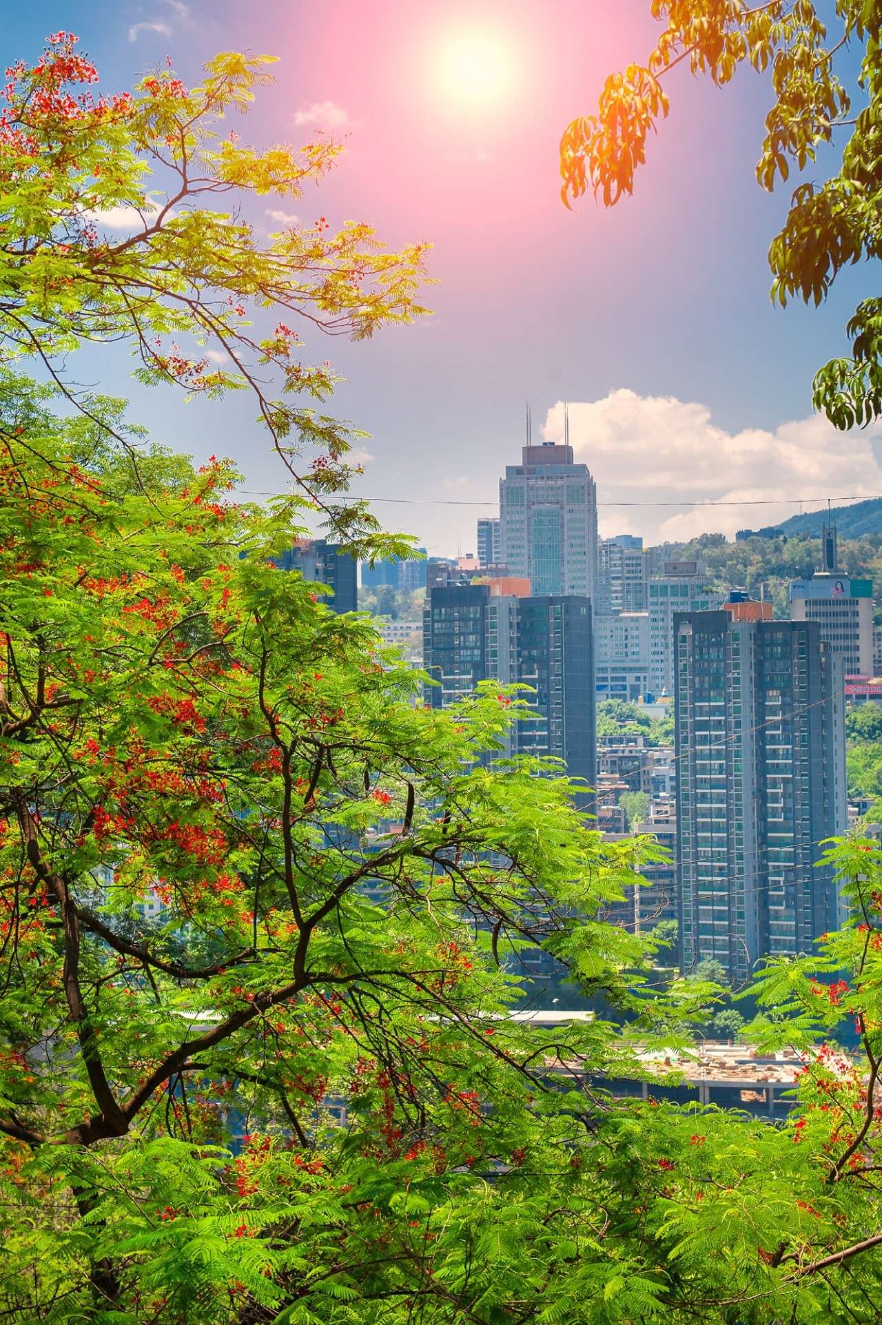 五月的攀枝花,鳳凰花瘋狂怒放,已美成畫(huà)!(附海量高清美圖)