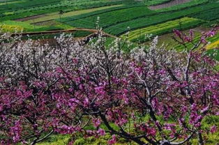 植樹(shù)節(jié)大作戰(zhàn),給攀枝花點(diǎn) 顏色 看看