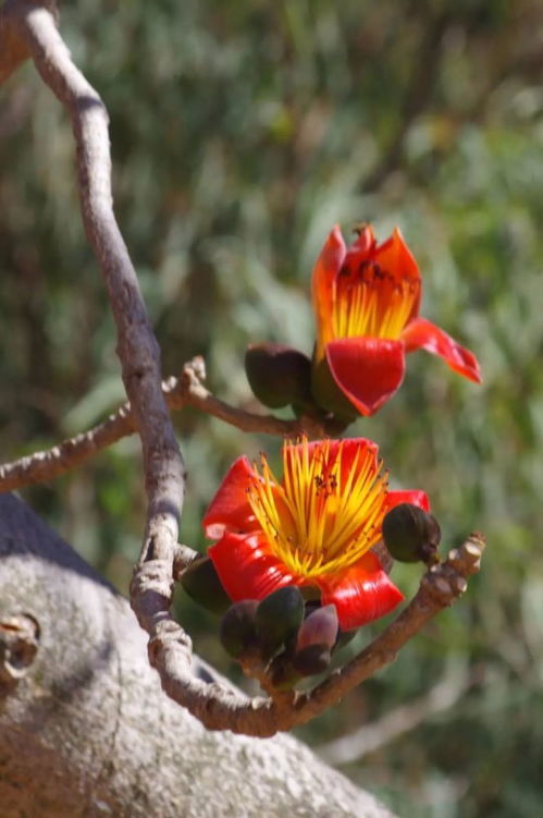 麗江攀枝花又開(kāi) 元宵帶你一起 云賞花