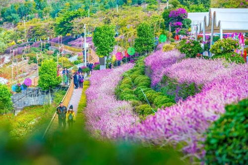 攀枝花迎來(lái)了四川的早春,成都人趕快約起來(lái)