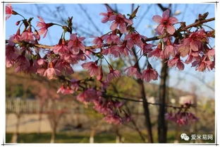 米易的櫻花 攀枝花公園的梅花都開(kāi)了,假期千萬(wàn)不要錯(cuò)過(guò)
