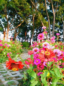 沒(méi)想到攀枝花市中心竟然有這么美的銀杏樹(shù)葉