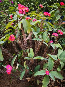 攀枝花,非常值得去的地方