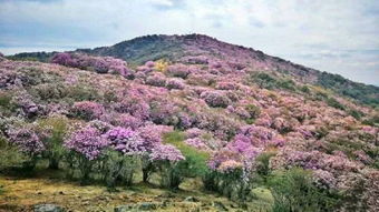18.5萬畝 中國最大的野生杜鵑花海正在攀枝花綻放