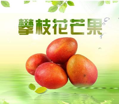 攀枝花芒果 陽光與甜蜜的完美結晶