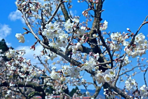 攀枝花人注意 明日起這些新規(guī)將影響你的生活